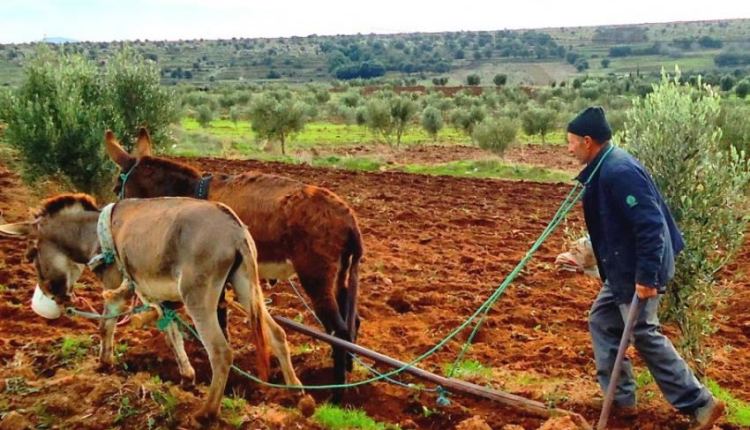 تفكيك شبكة للسطو على الأراضي السلالية ببولمان 1
