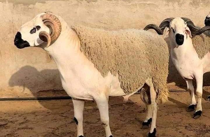 الشارع الجزائري غاضب.. قرار استيراد الأضاحي يفضح وعود تبون 1 عيد الأضحى ..انطلاق عملية ترقيم الأغنام والماعز