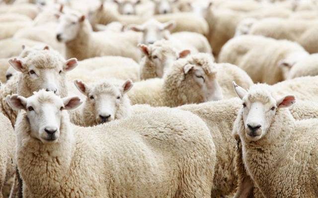 فضيحة الأضاحي المستوردة والمغشوشة تشعل غضب الجزائريين والسلطات ترد باتهامات غريبة 1 بعد حظرها.. المغرب يستأنف استيراد الأغنام من رومانيا